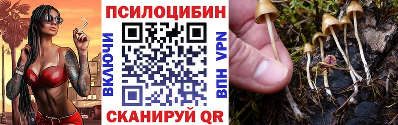 как найти закладки Приволжск Псилоцибиновые грибы Magic Shrooms
